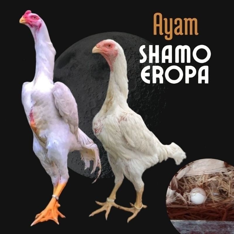 Telur Tetas Ayam Shamo Eropa Ori Petarung Buat di Tetaskan