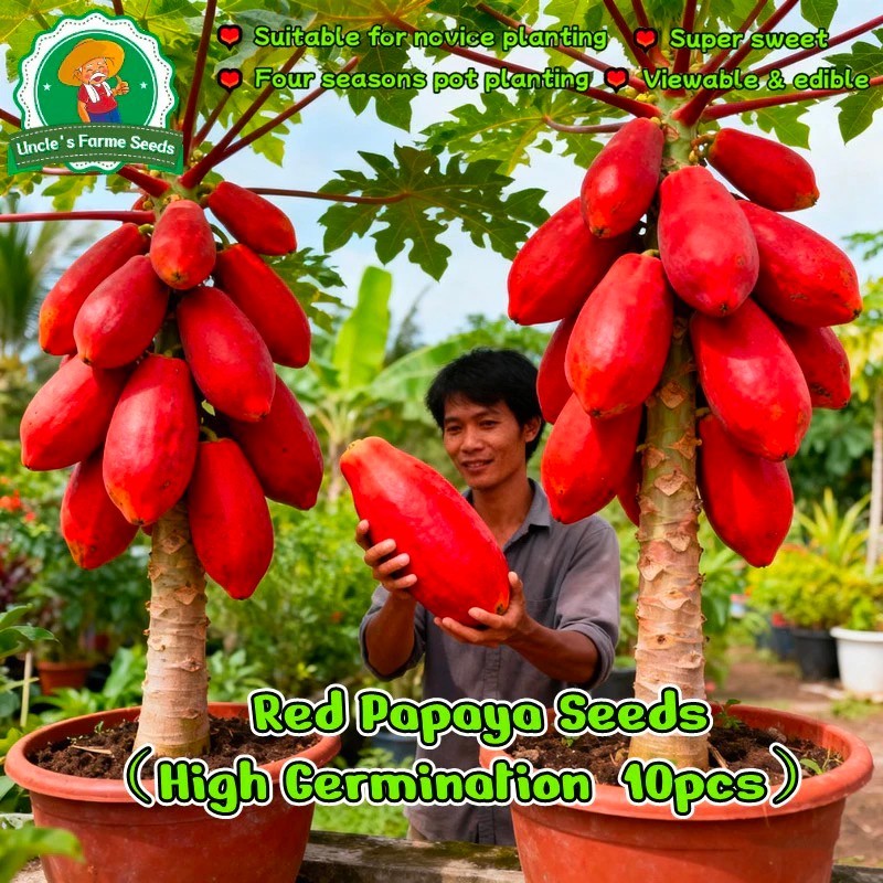 Thailand Impor benih merah pepaya Manis benih buah pepaya(30biji)