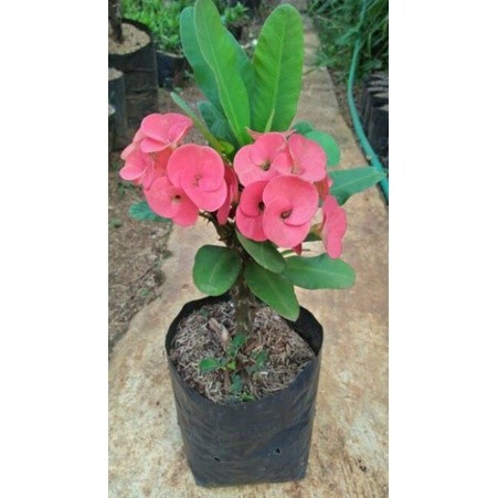TANAMAN HIAS EUPHORBIA// EUPHORBIA BUNGA MERAH
