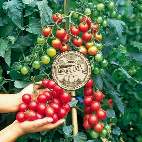 Bibit Unggul Pilihan Berkualitas Bibit Tanaman Cerry Tomat / Ceri Tomat Rimbun Mekarjaya Farm