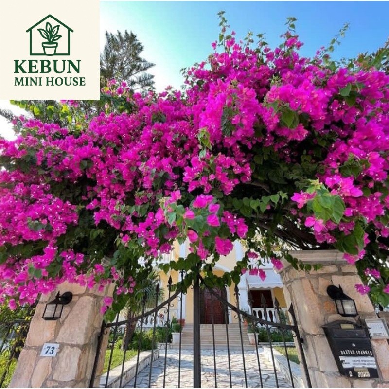 (NEW) Tanaman Hias Bugenvi - Bugenvil Ungu - Bugenvil Putih - Bugenvil Oren - Bugenvil Merah Fanta