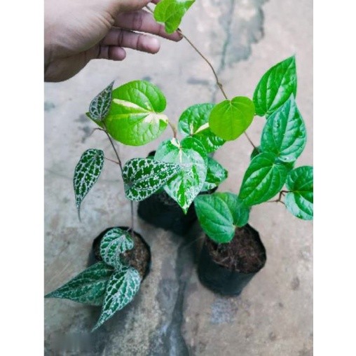 Paket Tanaman herbal Sirih Merah Dan Sirih Hijau / Pohon sirih ijo / Daun sirih / Sirih merah