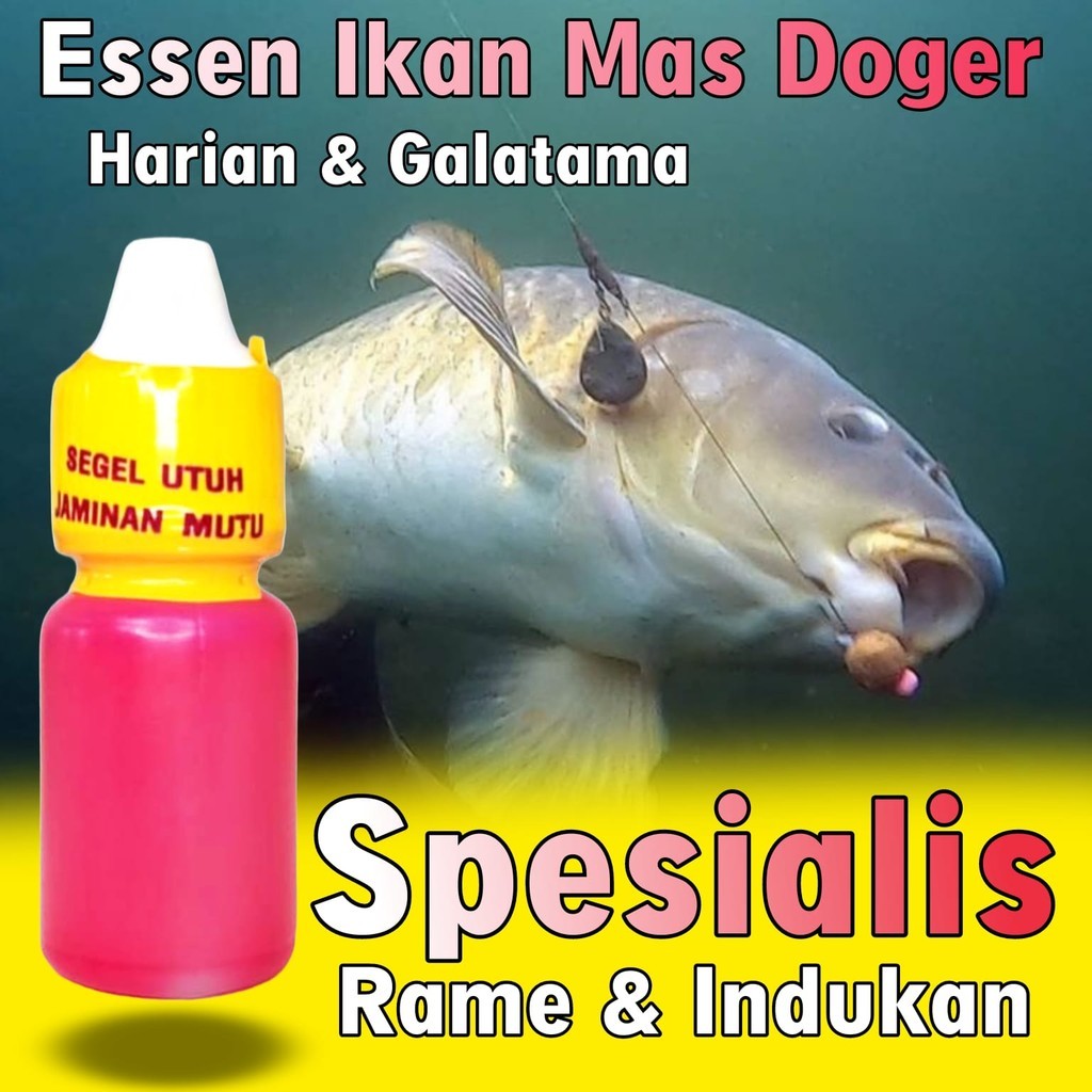 Essen Ikan Mas Rame, Essen Ikan Mas Oplosan, Essen Ikan Mas Babon, Essen Ikan Mas Amis Wangi, Essen 