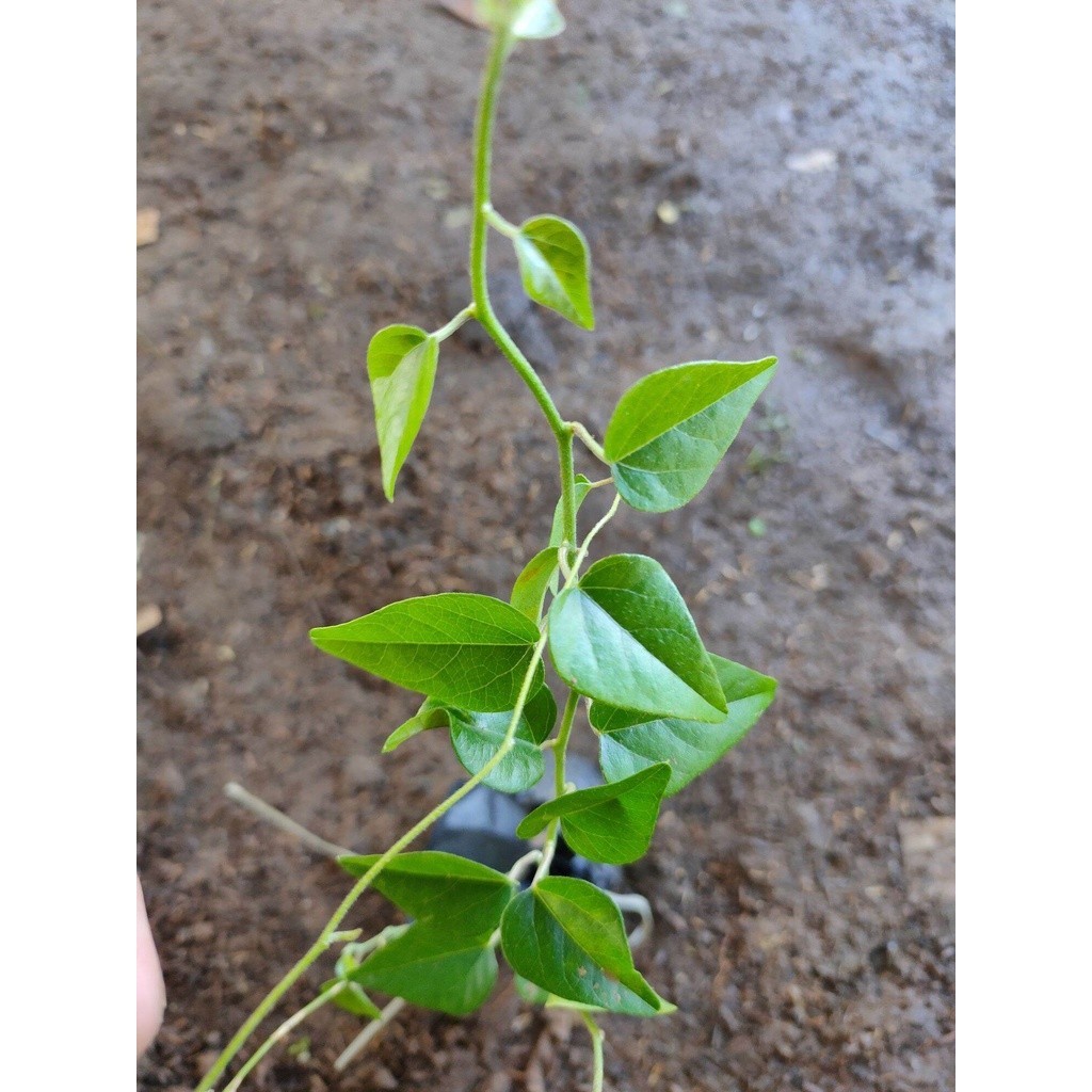 Bibit Daun Cincau Jelly | Cincau Rambat | jeli | Cincau Jely Bibit Cincau