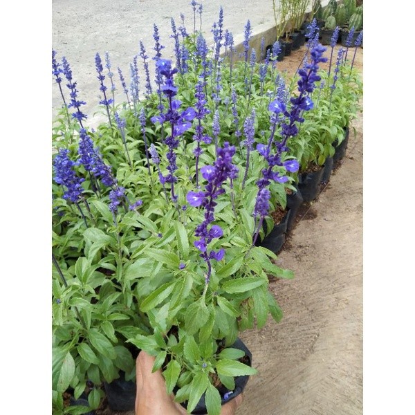 SALVIA  (salvia farinacea Gruppenblau) - tanaman berbunga biru - pohon salvia divinorum