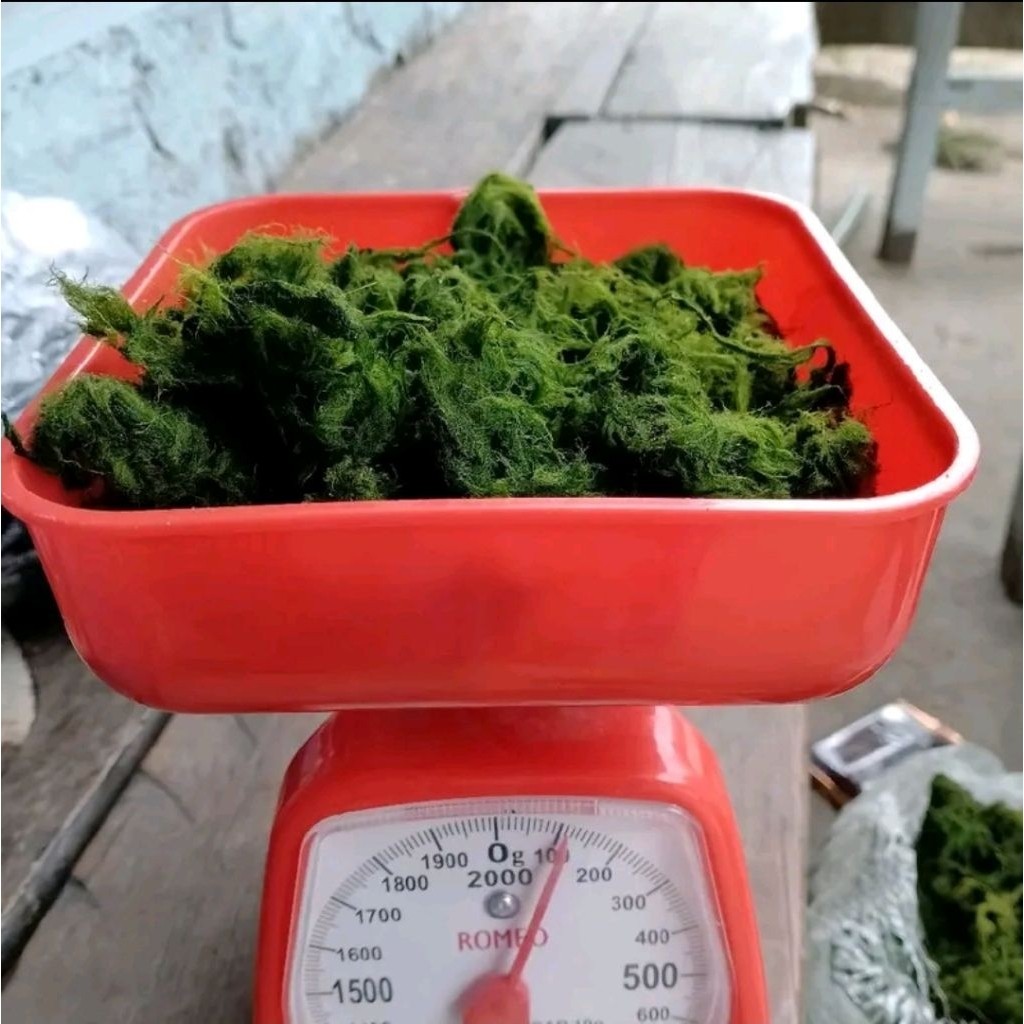 TERLARIS ReadyLumut Batu Paling Gacor Super Fresh 1 KG – Umpan Nila / Mujair / Tombro – Tahan 1 Ming