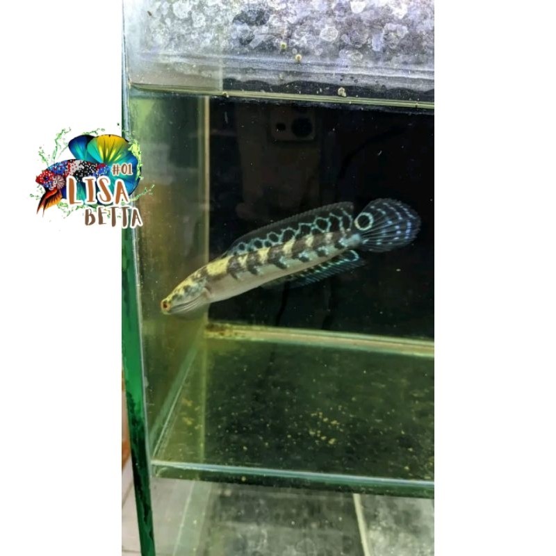 pemanis aquarium COD maru YS BATIK SIMET 23-25cm kualitas premium YELLOW SENTARUM lisabetta