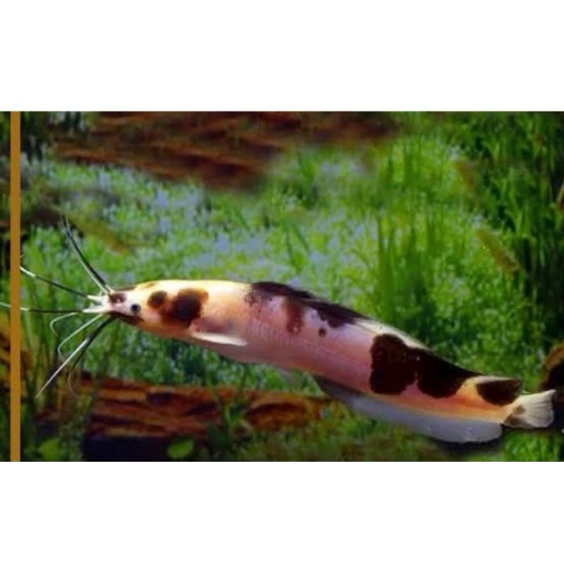 PAKET 10 EKOR LELE ALBINO PANJANG 5-6CM HIASAN AQUARIUM SUKA PELET