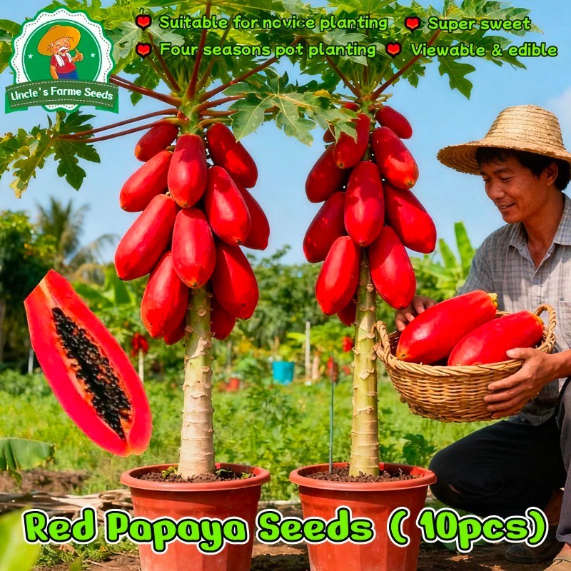 Thailand Impor benih merah pepaya Manis benih buah pepaya(30biji)