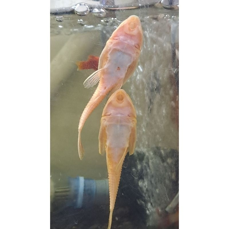 Ikan Sapu-Sapu Albino ( ISI 5 ) SZ 7-8 CM Aquarium alga eater