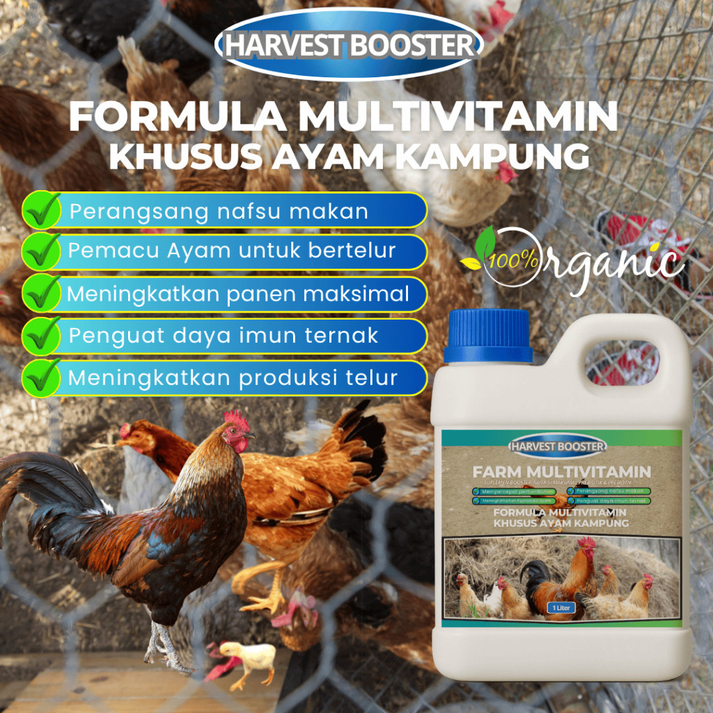 Multivitamin Ayam kampung Vitamin pemacu bertelur lebih cepat Reproduksi ayam kampung untuk hasil le