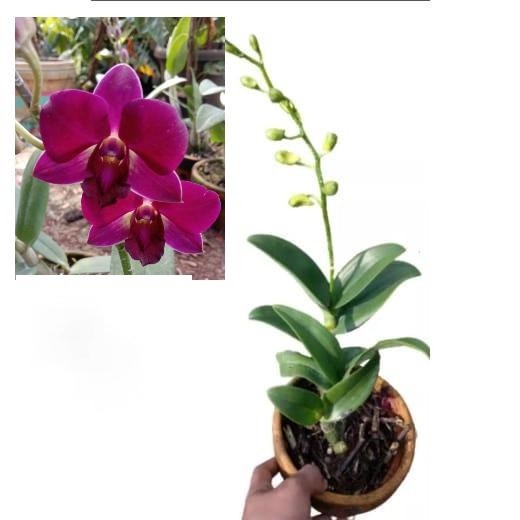 Anggrek Dendrobium Sudah Berbunga - Anggrek Dendrobium Spike Knop - Anggrek Dendrobium