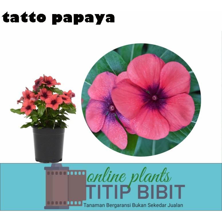 Tanaman Bunga Vinca Tatto Papaya  (catharanthus roseus)