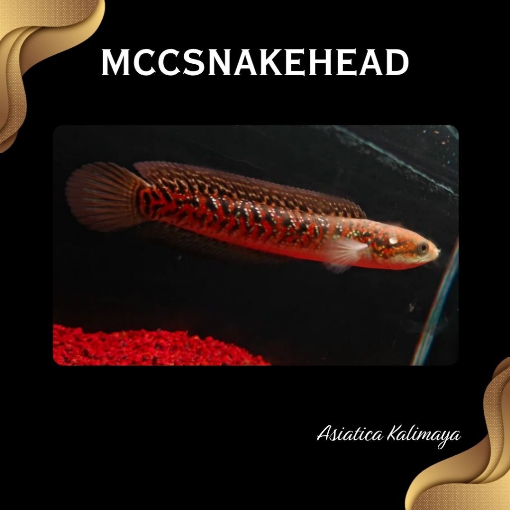 MINIATUR | Asiatica Kalimaya Red Spot | SINGLE TANK - BEST SORTIRAN | Snakehead - Channa Berkulitas 