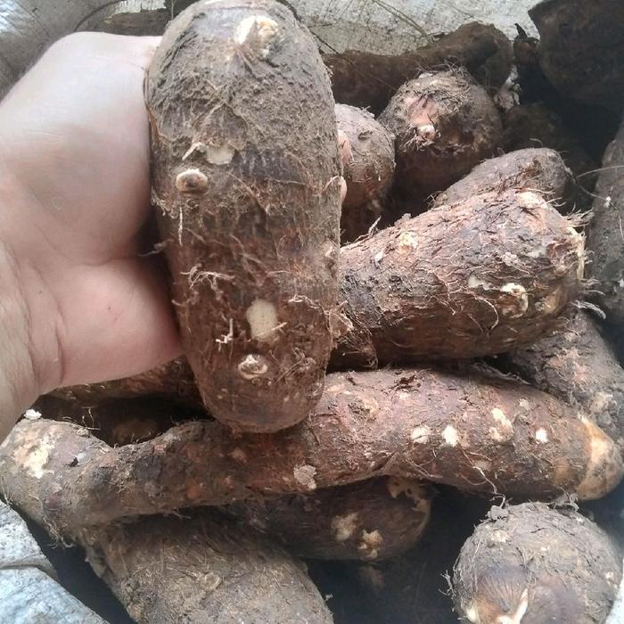Talas Belitung/talas kimpul 1kg fres