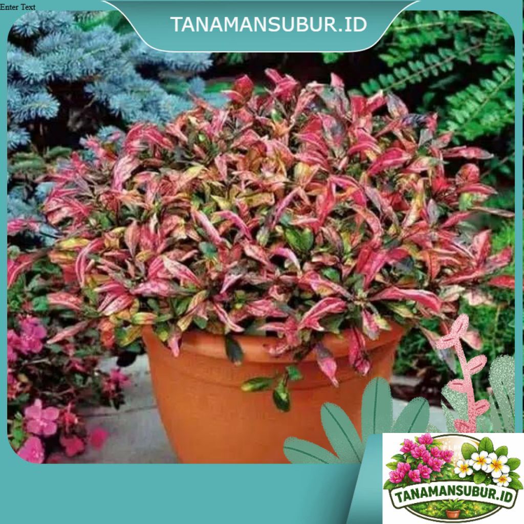 TANAMAN HIAS KROKOT MERAH SUPER RIMBUN SIAP TANAM MUDAH DI RAWAT