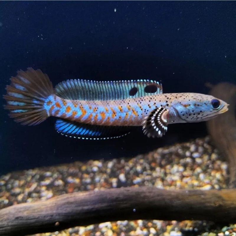 blue pulcra 6-7cm dorsalbiru bo pulchra