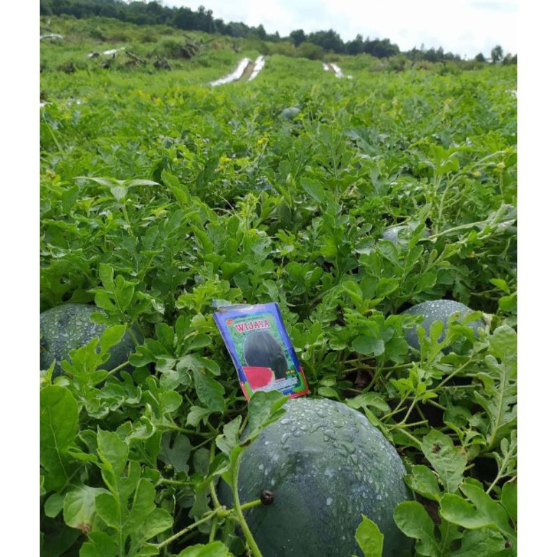 Promo_ Benih Semangka Murah Unggul Hibrida Wijaya F1 Non Biji Bulat Terlaris