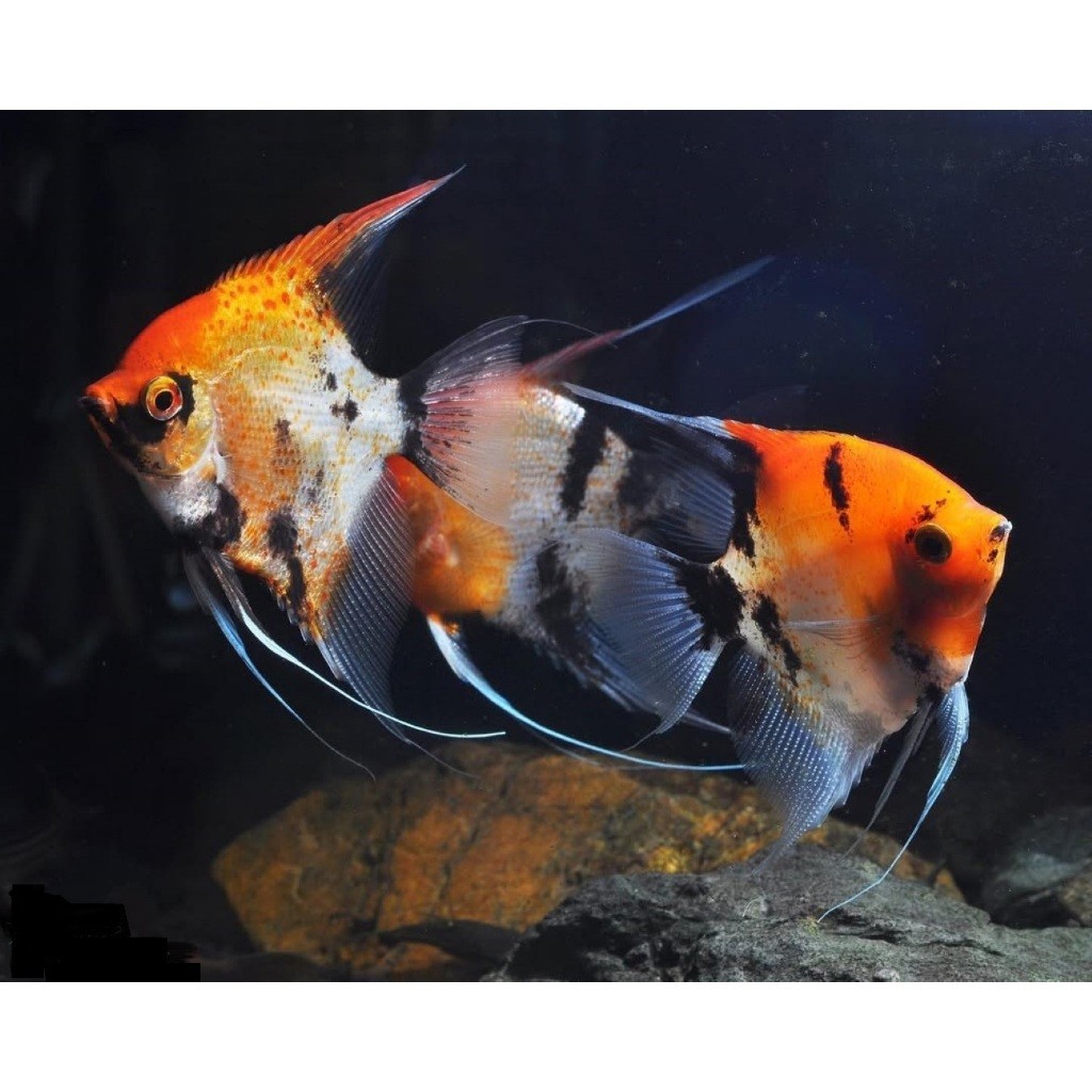 SEPASANG  manfish red devil koi masih pucat uk sedang M aquascape angelfish