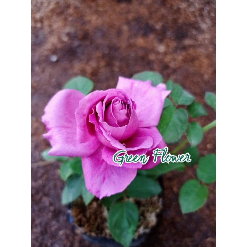 Mawar Ungu Tua Harum / Wangi