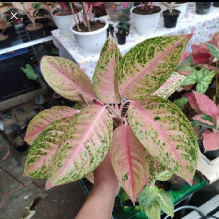 Tananam Hias Aglonema Pink Lady - tananam aglonema