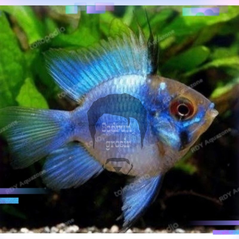 hiasan aquarium Blue Electric Ramirezi - Ikan Hias Aquascape