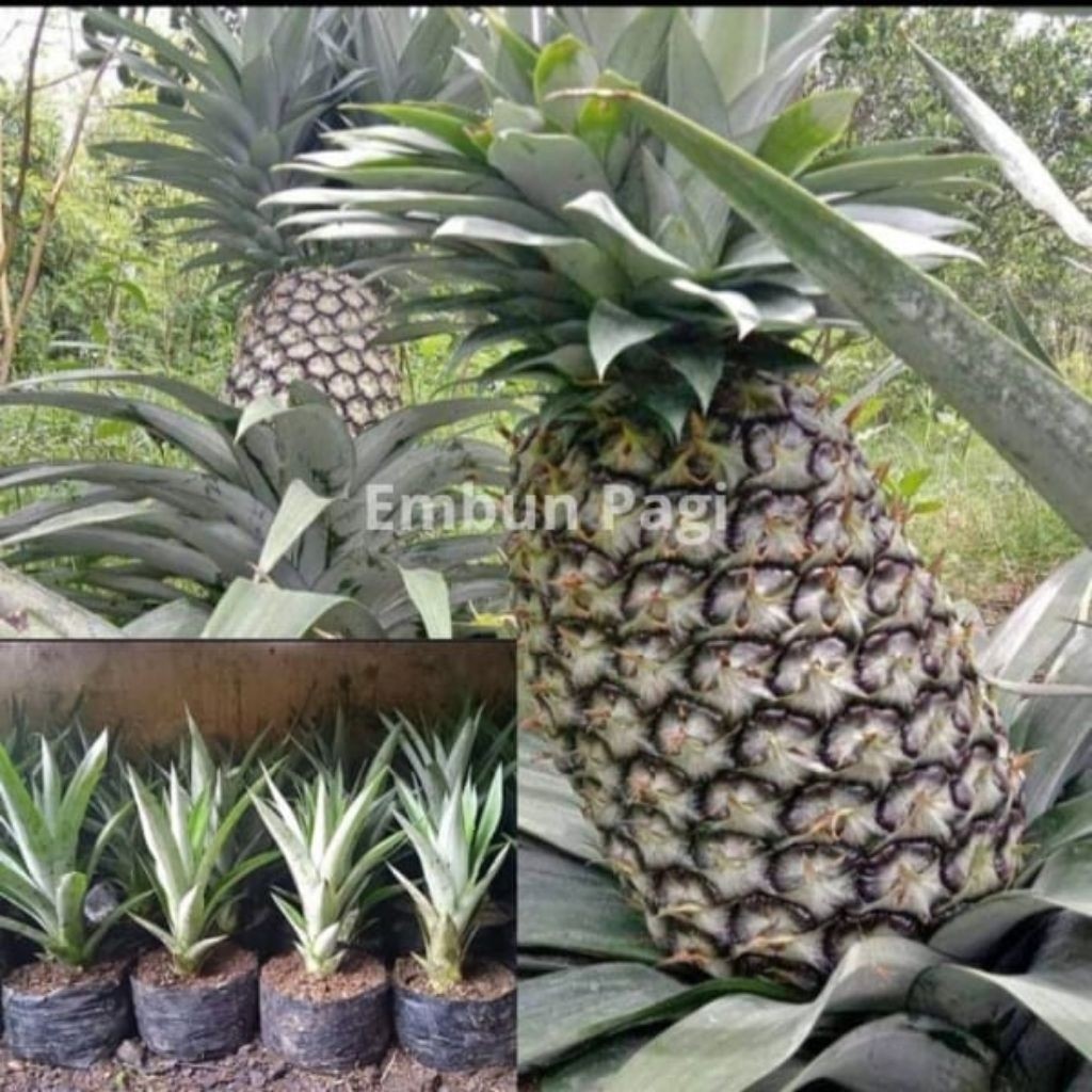 bibit nanas madu jumbo daun tanpa duri