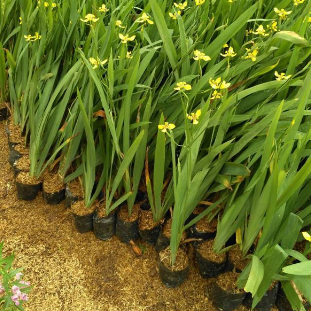 Tanaman airis-tanaman hias airis tanaman hias pagar