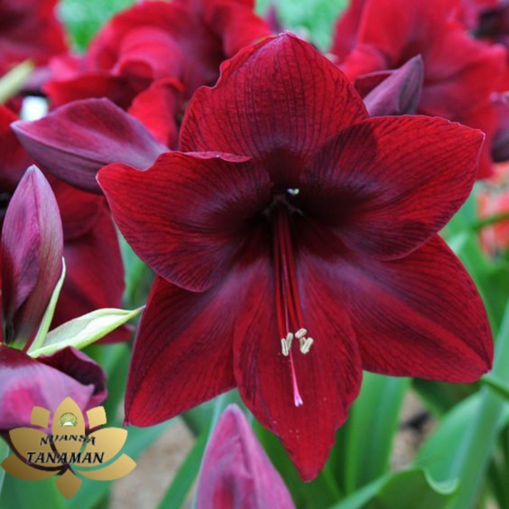 TANAMAN TERAS HIJAU - Tanaman Hias Pohon Bakung Amarilis Bunga Merah Maroon/Pohon Bakung Amarilis Me