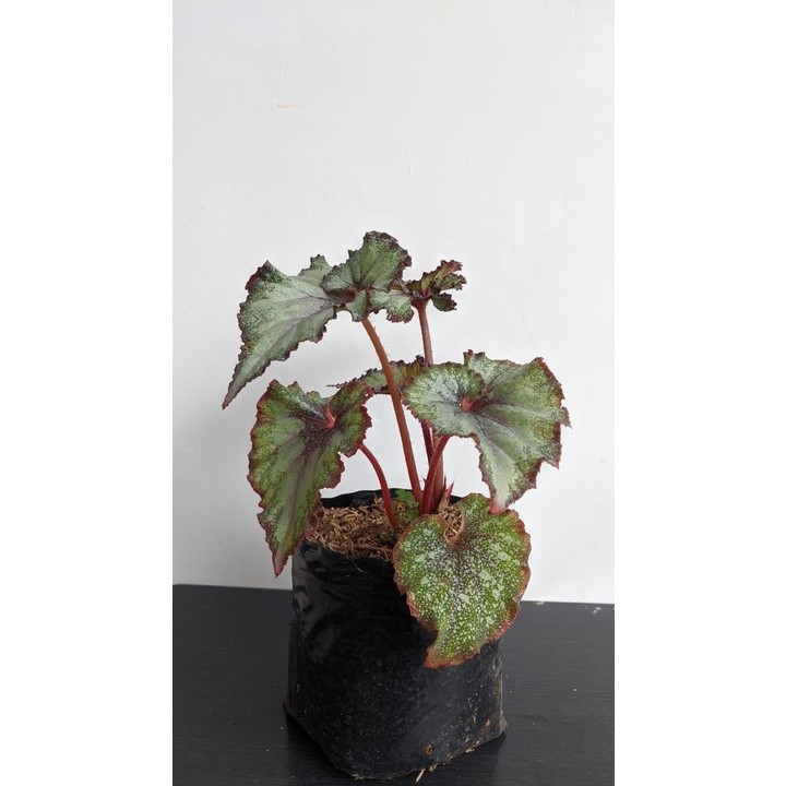 Begonia Keong Silver Bibit - Tanaman Begonia Keong Silver