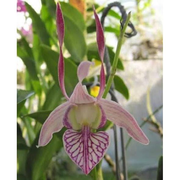 ANGGREK SEEDLING DENDROBIUM LEPORINUM KODE 378