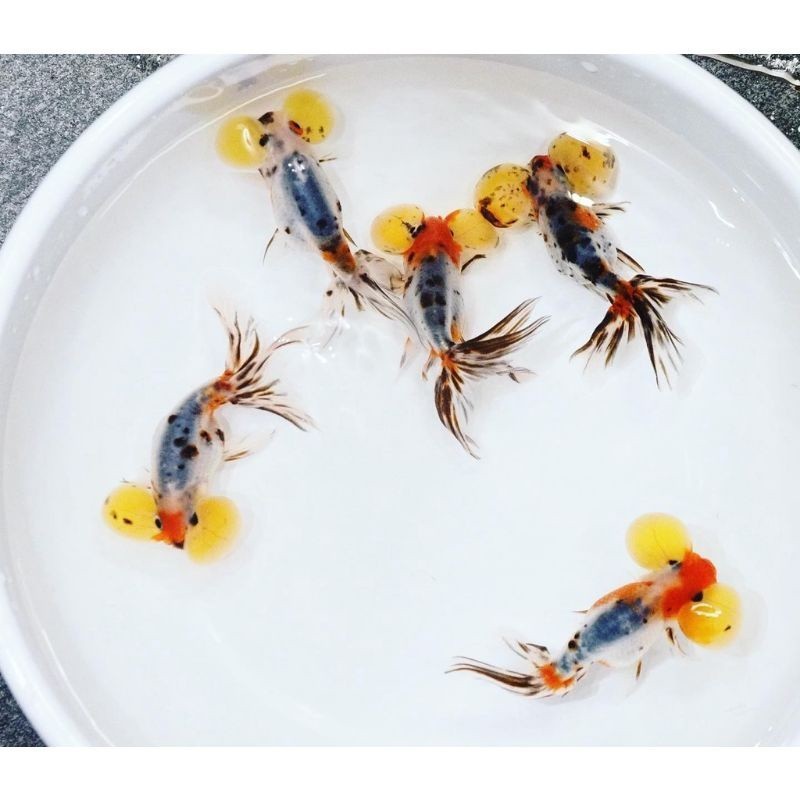 Goldfish gf size 6-8 cm bubble eye grade fancy big size / mata balon / ikan mas koki mata balonn kok