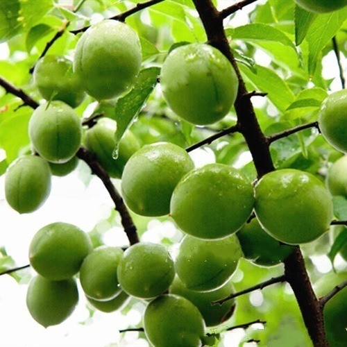 10 biji Bibit Plum Hijau Tahan Dingin/Buah Obat