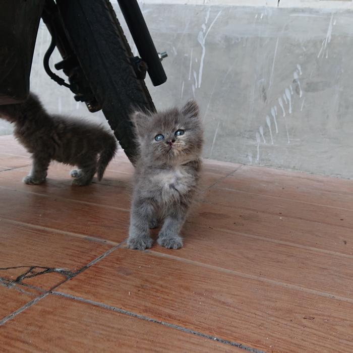 kucing kitten persia mix british shorthair