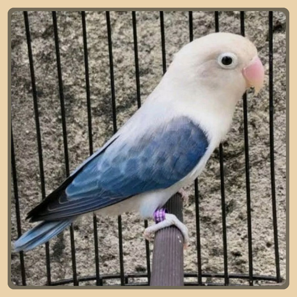 LOVEBIRD BIOLA EUWING BLUE