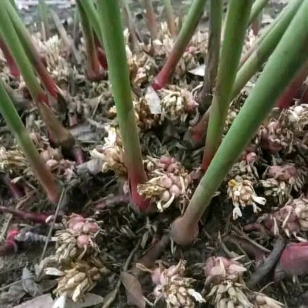 Bibit Kapulaga Jawa Berkualitas Tinggi & Mudah Tumbuh