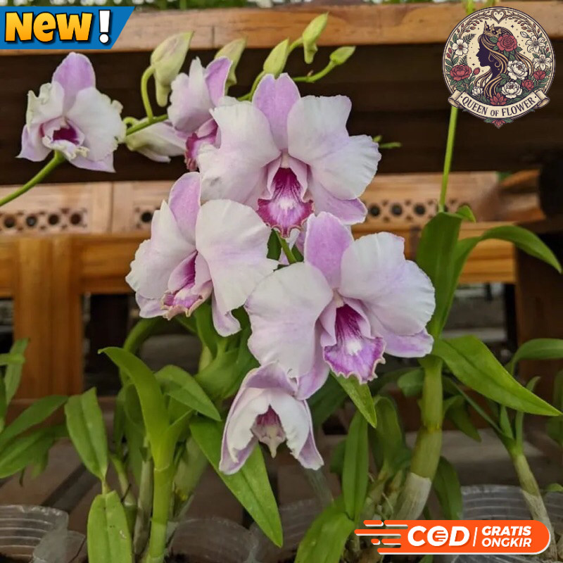 Anggrek Dendrobium King Dragon Pink