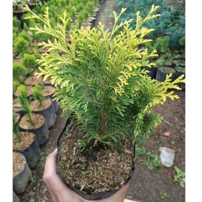 Tanaman Hias Cemara Golden & Silver / Pohon Cemara Silver & Cemara Rain Golden / Tanaman Hidup Pohon