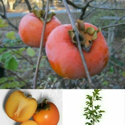 Bibit murah okulasi buah kesemek jepang | Pohon Kesemek