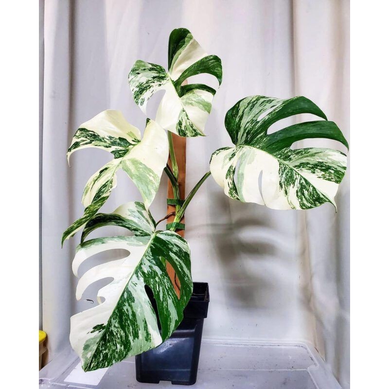 TANAMAN HIAS MONSTERA VARIGATA HALFMOON