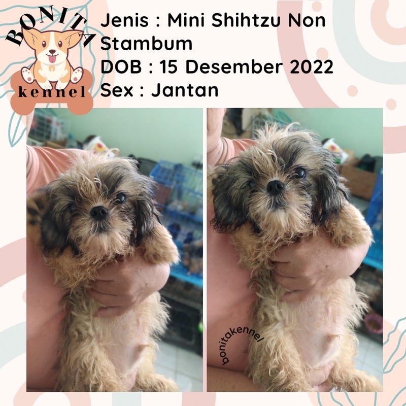 Anakan Anjing Mini Shihtzu Non Stambum Betina Jantan