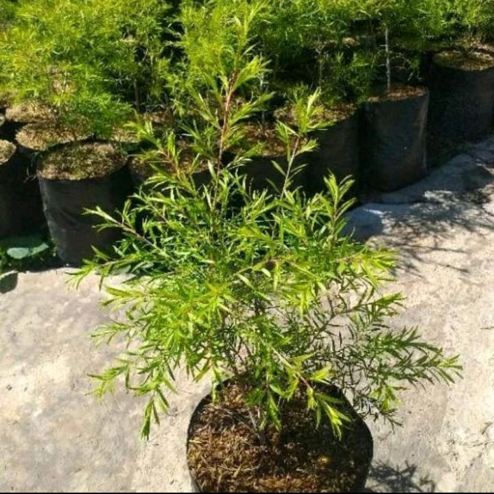 tanaman hias Cemara malaleuca - Cemara golden  malaika - Cemara golden