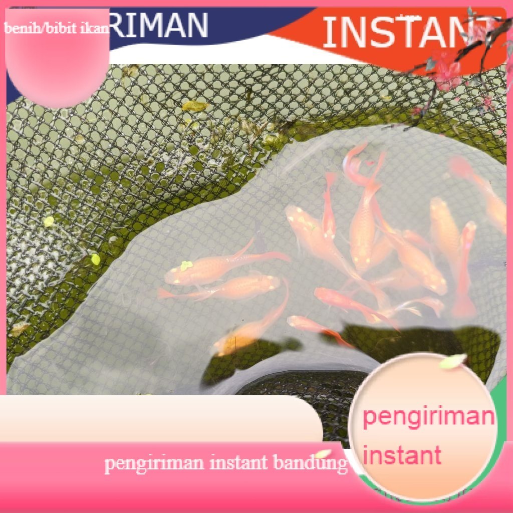 ikan hias guppy oranye per 10 ekor  GROSIR BANDUNG