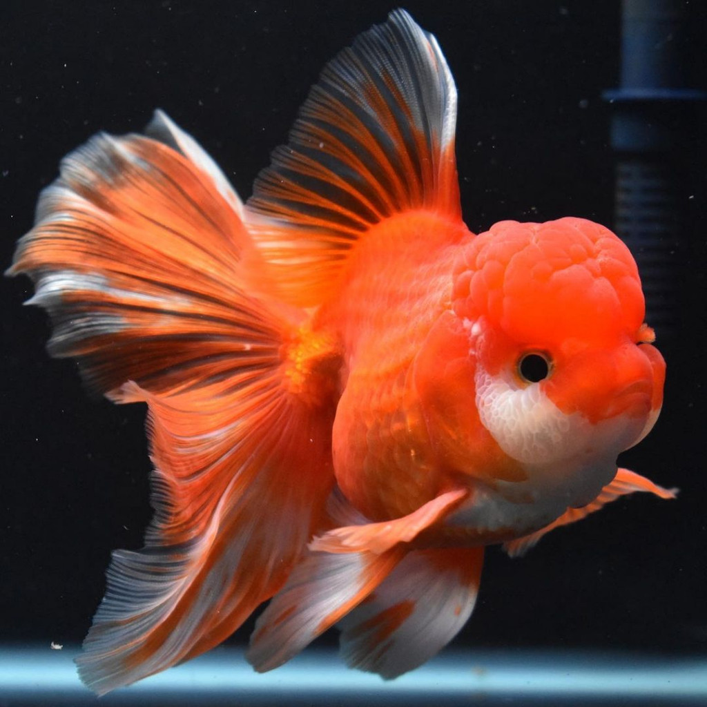 PAKET SEPASANG ikan hias mas koki oranda RW merah kombinasi 10-13 CM bagong rostel Bisa cod