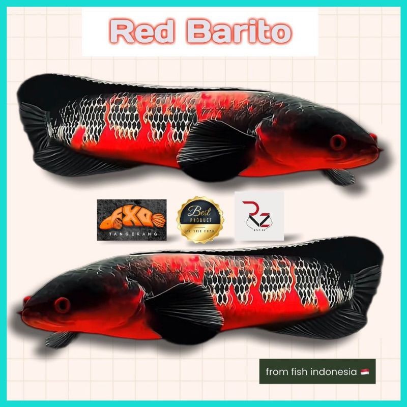 Terbaru ReadyRed Barito Original  kualitas Grade A+ ( Free Sticker)  di Channa