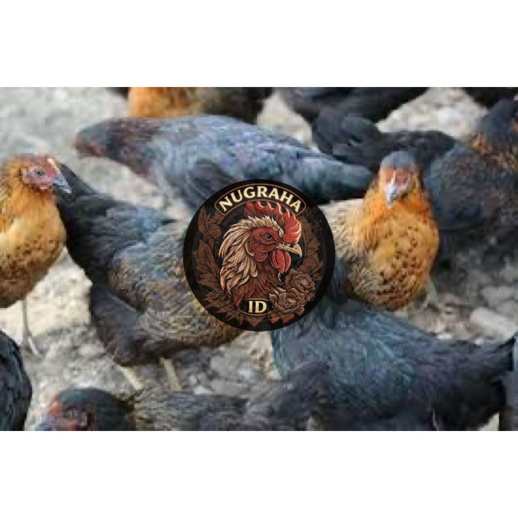 TELUR FERTIL AYAM AKY UNTUK DITETASKAN NUGRAHA ID