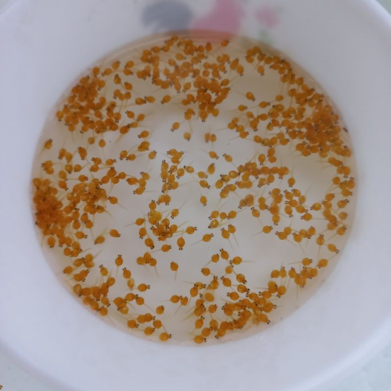 bibit telur gurame soang paket isi 800-telur gurame soang super-telur gurame soang