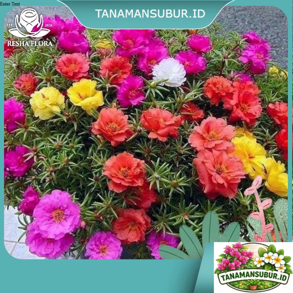 PAKET 50 BATANG MOSSROSE KROKOT IMPORT MIX WARNA SUDAH BERAKAR TERMURAH