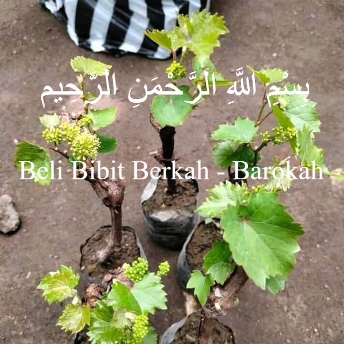 Bibit Anggur Merah Berbunga Cepat Berbuah Lebat
