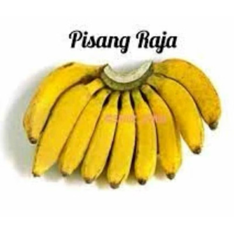 Bibit pisang raja (pisang sajen)